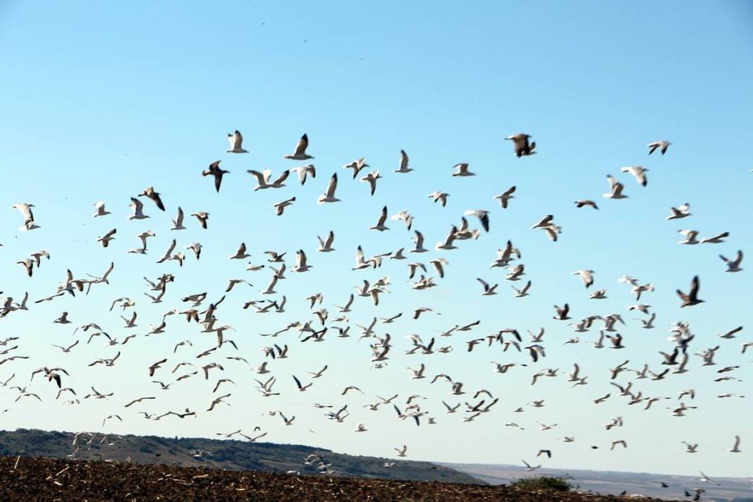 'Katil martı' paniği: Güvercinleri kurabiye gibi yiyorlar! 19